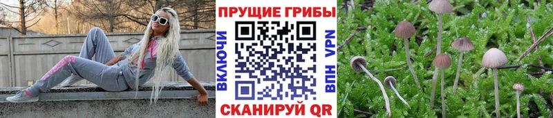 Галлюциногенные грибы Psilocybe  Комсомольск-на-Амуре 
